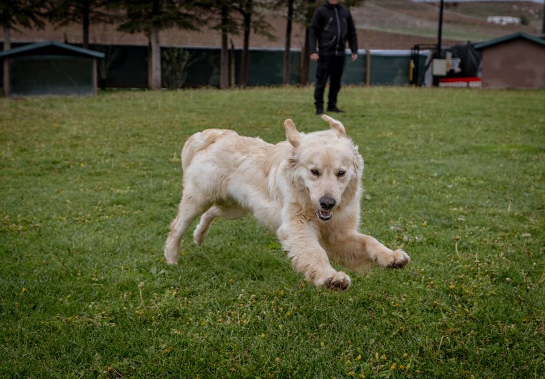 Özel eğitimli köpekler yeraltındaki su kaçaklarını tespit edecek 16